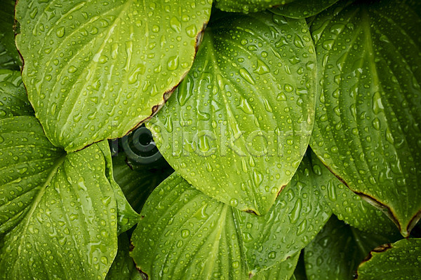사람없음 JPG 포토 나뭇잎 빗방울 야외 주간