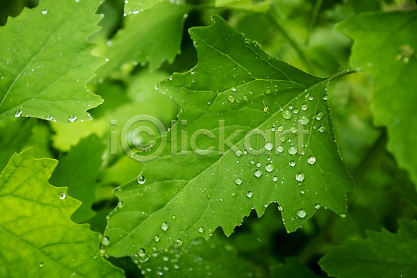 사람없음 JPG 포토 나뭇잎 빗방울 야외 주간