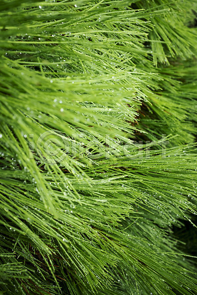 사람없음 JPG 포토 빗방울 소나무 솔잎 야외 주간
