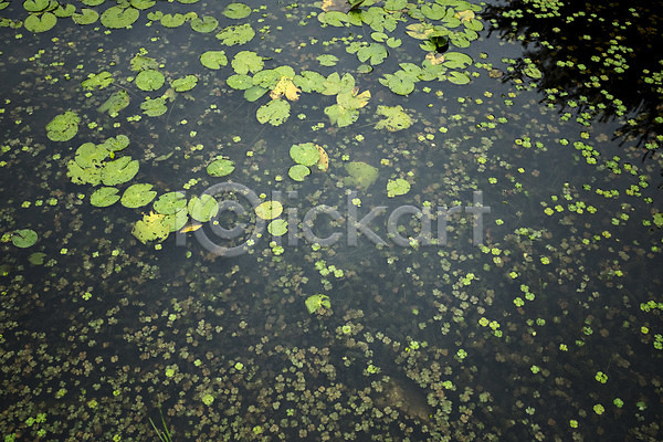 사람없음 JPG 포토 개구리밥 비(날씨) 야외 연못 연잎 주간
