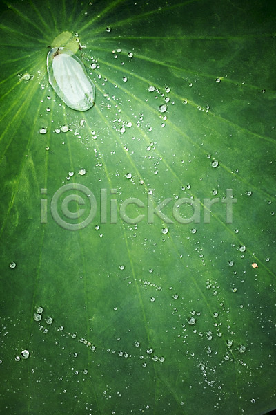 사람없음 JPG 근접촬영 포토 빗방울 세미원 야외 양평 연잎 주간
