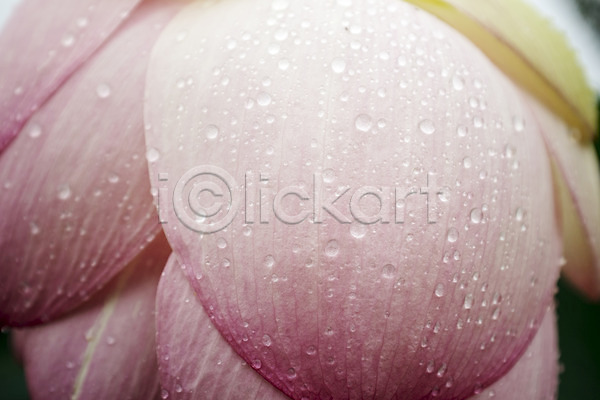 사람없음 JPG 근접촬영 포토 빗방울 세미원 야외 양평 연꽃(꽃) 주간