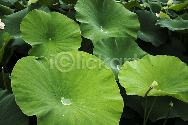 사람없음 JPG 포토 빗방울 세미원 야외 양평 연잎 주간