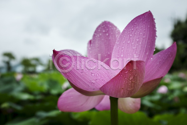 사람없음 JPG 아웃포커스 포토 빗방울 세미원 야외 양평 연꽃(꽃) 주간
