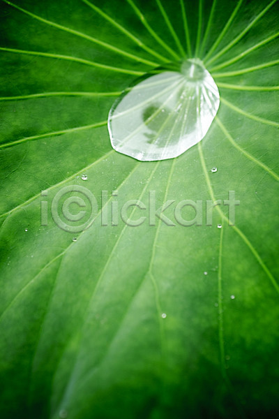 사람없음 JPG 근접촬영 포토 빗방울 세미원 야외 양평 연잎 주간