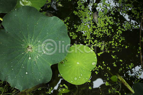 사람없음 JPG 포토 빗방울 세미원 야외 양평 연못 연잎 주간
