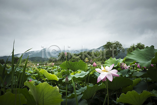 사람없음 JPG 포토 비(날씨) 비구름 산 세미원 야외 양평 연꽃(꽃) 연잎 주간 풍경(경치)
