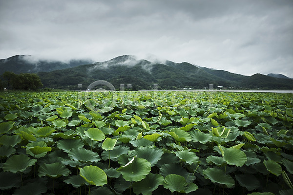 사람없음 JPG 포토 비(날씨) 비구름 산 세미원 야외 양평 연잎 주간 풍경(경치)