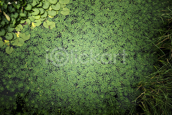 사람없음 JPG 포토 개구리밥 백그라운드 비(날씨) 야외 연못 연잎 주간 호수