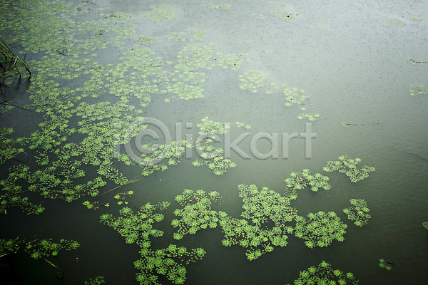 사람없음 JPG 포토 개구리밥 백그라운드 비(날씨) 야외 연못 주간 호수