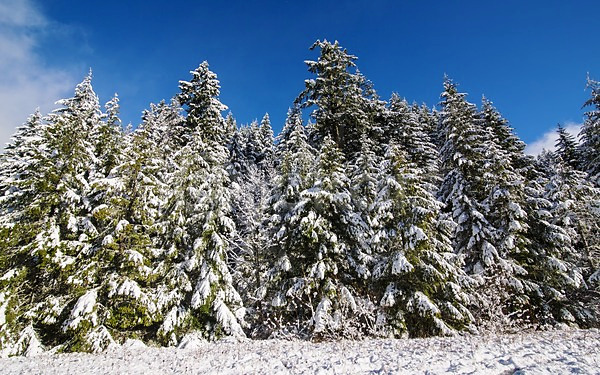 새로움 추위 사람없음 JPG 포토 해외이미지 겨울 계절 나무 날씨 내추럴 냉동 디자인 백그라운드 빛 산 서리 소나무 숲 야외 얼음 여행 연도 자연 장면 크리스마스 파란색 풍경(경치) 하늘 해외202004 휴가 흰색