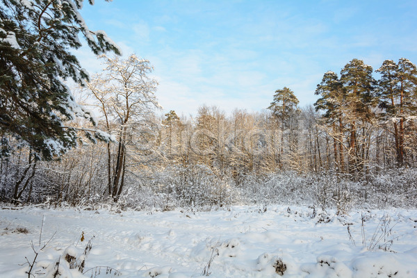 추위 사람없음 JPG 포토 해외이미지 가문비나무 겨울 계절 구름(자연) 나무 나뭇가지 날씨 서리 소나무 숲 자연 태양 풍경(경치) 하늘 해외202004 햇빛 화창