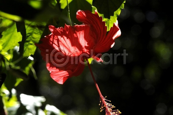 사람없음 JPG 포토 해외이미지 빨간색 야외 여름(계절) 잎 자연 주간 해외202004 히비스커스
