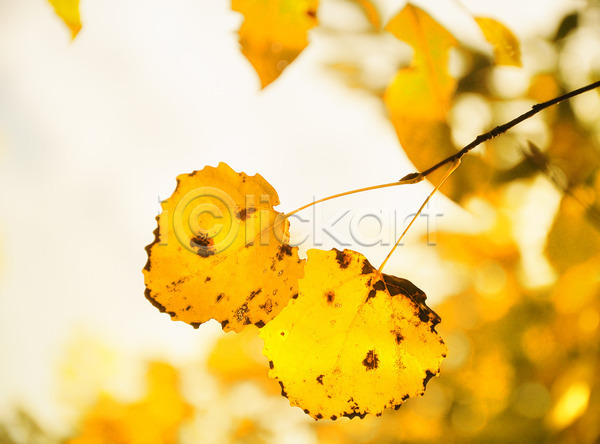 성장 사람없음 JPG 포토 해외이미지 가을(계절) 나무 나뭇가지 노란색 단풍 백그라운드 분홍색 빛 빨간색 숲 식물 야외 오렌지 유기농 잎 자연 추상 해외202004 환경