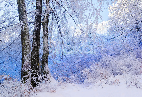사람없음 JPG 포토 해외이미지 겨울 겨울풍경 나무 눈덮임 숲속 야외 자연 주간 해외202004