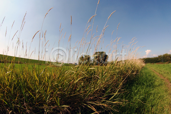 사람없음 JPG 포토 해외이미지 계절 밀 식물 여름(계절) 음식 자연 초록색 태양 파란색 풍경(경치) 하늘 해외202004