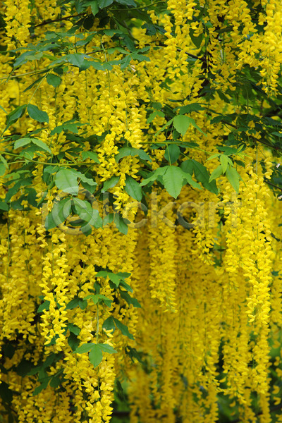 신선 사람없음 JPG 포토 해외이미지 꽃 꽃무늬 나무 나뭇가지 내추럴 노란색 백그라운드 벚꽃 봄 식물 아카시아 자연 초록색 해외202004