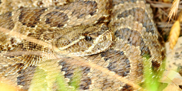 위험 사람없음 JPG 포토 해외이미지 공원 나쁜 내추럴 동물 동물상 딸랑이 땅 미국 뱀 생물 생물학 생태학 야생동물 야외 자연 전국 종류 파충류 해외202004 해외포토 환경