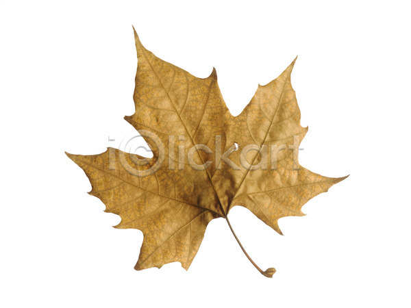 사람없음 JPG 포토 해외이미지 10월 11월 9월 가을(계절) 갈색 계절 고립 나뭇가지 내추럴 노란색 단풍 묘사 백그라운드 순환 식물 오렌지 유기농 잎 자연 질감 초록색 캐나다 패턴 해외202004 환경 황금 흰색