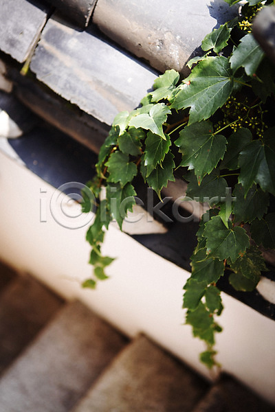 사람없음 JPG 포토 담장 야외 전통 전통소품 주간 풀잎 한옥
