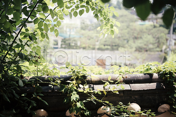 사람없음 JPG 포토 기와담장 담장 야외 전통 전통소품 주간 풀잎 한옥