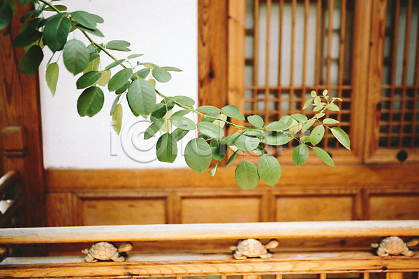 사람없음 JPG 포토 야외 전통 전통소품 주간 풀잎 한옥