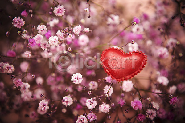 사랑 사람없음 JPG 포토 기념일 꽃 백그라운드 안개꽃 오브젝트 하트