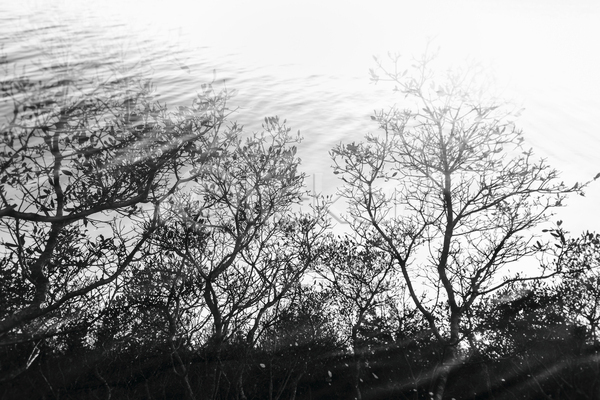 고독 체험 평화 사람없음 JPG 포토 해외이미지 흑백 11월 공원 구름(자연) 나무 날씨 멀리 미국 바다 숲 야외 어둠 여행 일몰 자연 파도 풍경(경치) 하늘 하이킹 해외202004 황무지 휴가