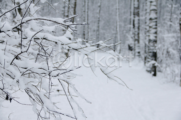 추위 사람없음 JPG 포토 해외이미지 겨울 공원 나무 내추럴 냉동 백그라운드 서리 숲 자연 크리스마스 풍경(경치) 해외202004 흰색