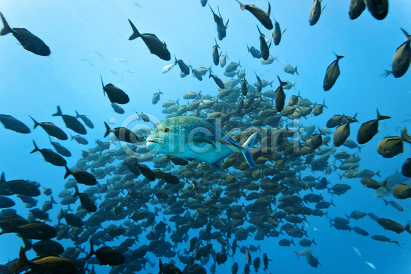 사람없음 JPG 포토 해외이미지 동물 동물상 멕시코 물 바다 소금물 수중 식물 어류 해외202004