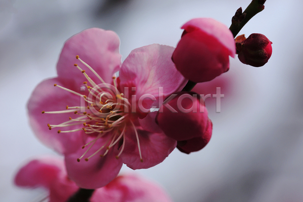 신선 사람없음 JPG 포토 해외이미지 꽃 나무 노란색 봄 분홍색 식물 일본 자두 해외202004 흰색