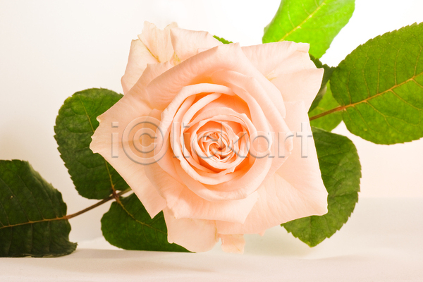 부드러움 사랑 순수 사람없음 여자 JPG 포토 해외이미지 개화 꽃 느낌 발렌타인데이 백그라운드 분홍색 빛 선물 장미 해외202004 흰색