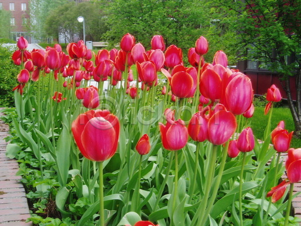 사람없음 JPG 포토 해외이미지 꽃 벚꽃 봄 빨간색 식물 잎 정원 초록색 침대 튤립 해외202004
