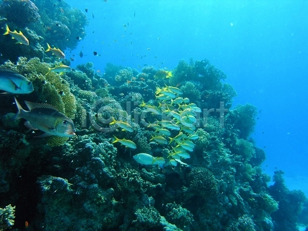 사람없음 JPG 포토 해외이미지 다이빙 동물 동물상 물 반사 사진촬영 산호 수중 스노클링 식물 암초 야생동물 어류 여름(계절) 잎 자연 잠수부 잠수함 초록색 투명 표면 해외202004
