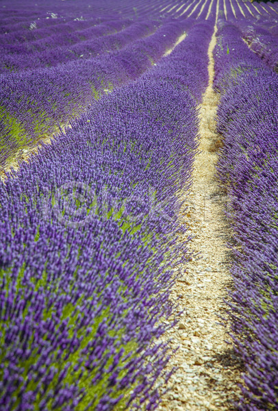 사람없음 JPG 포토 해외이미지 꽃 내추럴 농업 라벤더 밭 백그라운드 보라색 시골 식물 여름(계절) 유럽 자연 제비꽃 컬러풀 풍경(경치) 프랑스 프로방스 하늘 해외202004 향기