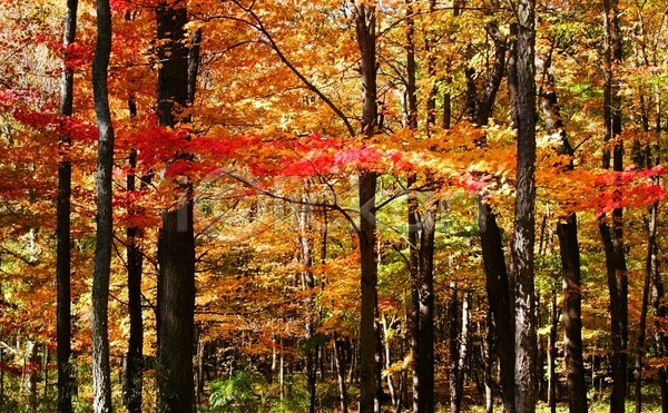 사람없음 JPG 포토 해외이미지 가을(계절) 계절 나무 노란색 단풍 미국 여행 엽서 자연 컬러풀 풍경(경치) 해외202004
