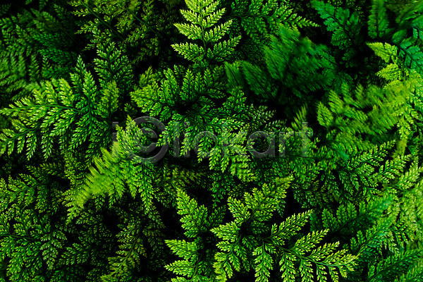 사람없음 JPG 포토 꽃 나무 나뭇잎 백그라운드 식물 야외 주간 초록색