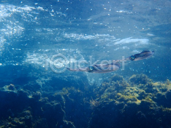 사람없음 JPG 포토 두마리 바다 바닷속 수중동물 수중사진 오징어 자연
