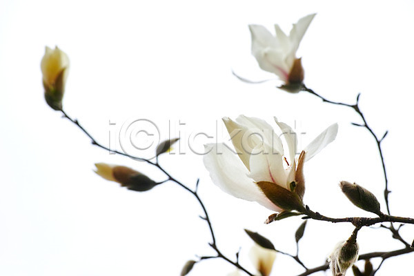 사람없음 JPG 포토 꽃 나뭇가지 목련 봄 야외 여러송이 주간 흰색