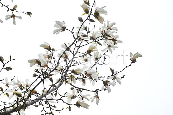 사람없음 JPG 포토 꽃 나뭇가지 목련 봄 야외 여러송이 주간 흰색