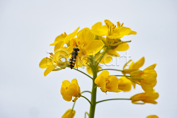 사람없음 JPG 근접촬영 아웃포커스 포토 꽃 꿀벌 노란색 야외 여러송이 자연 주간 한마리