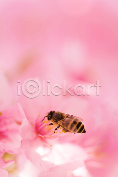 사람없음 JPG 근접촬영 아웃포커스 포토 꽃 꿀벌 벚꽃 봄 분홍색 야외 자연 주간 한마리