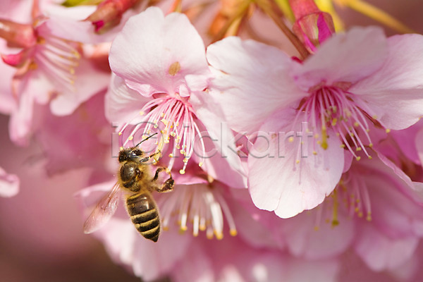 사람없음 JPG 근접촬영 아웃포커스 포토 꽃 꽃술(꽃) 꿀벌 벚꽃 봄 분홍색 야외 여러송이 자연 주간 한마리