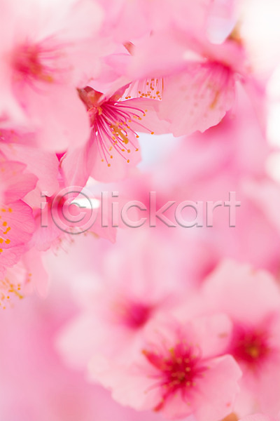 사람없음 JPG 근접촬영 아웃포커스 포토 꽃 꽃술(꽃) 벚꽃 봄 분홍색 식물 야외 여러송이 주간