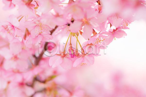 사람없음 JPG 근접촬영 아웃포커스 포토 꽃 벚꽃 봄 분홍색 식물 야외 여러송이 주간