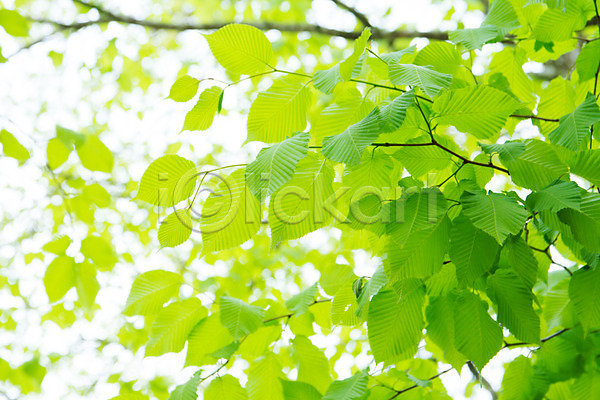 사람없음 JPG 아웃포커스 포토 나뭇가지 나뭇잎 백그라운드 야외 자연 주간 초록색