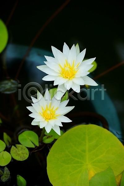 사람없음 JPG 아웃포커스 포토 꽃 두송이 식물 야외 연못 연잎 자연 주간 흰색