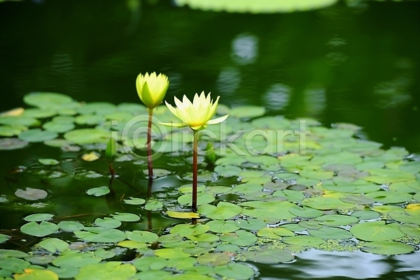 사람없음 JPG 아웃포커스 포토 꽃 노란색 두송이 식물 야외 연못 연잎 자연 주간