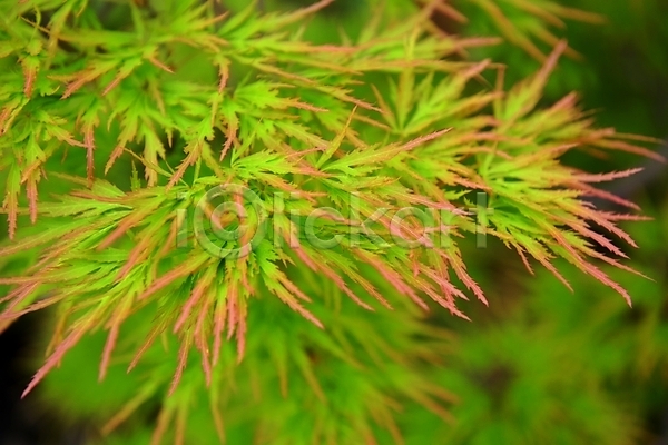 사람없음 JPG 근접촬영 아웃포커스 포토 나뭇잎 단풍 백그라운드 야외 자연 주간 초록색