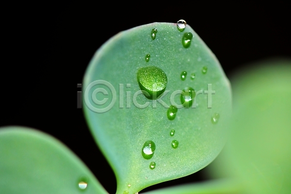 사람없음 JPG 근접촬영 아웃포커스 포토 물방울 백그라운드 식물 잎 자연 초록색